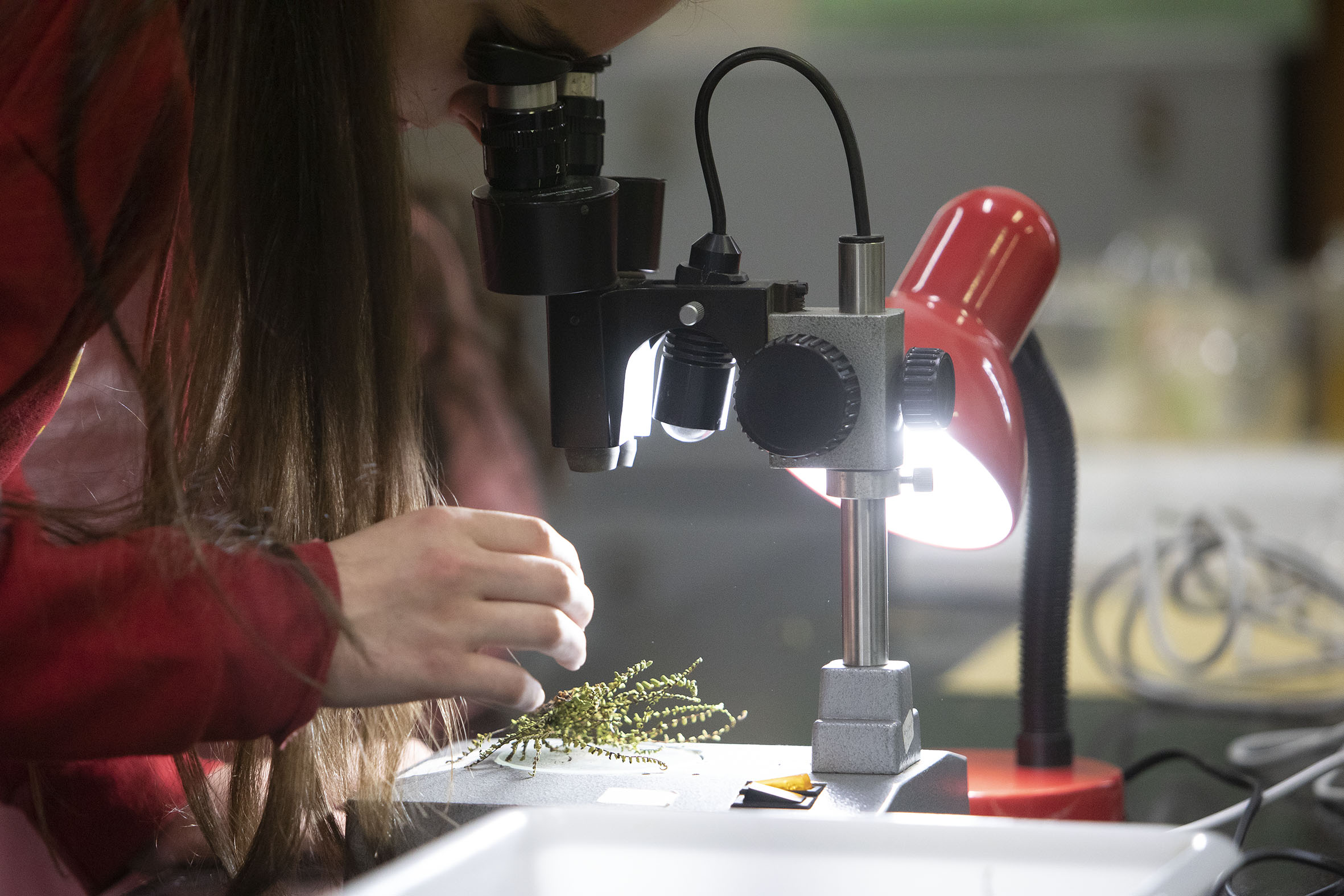 Moza usando un microscopio.