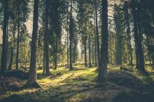 Bosque.